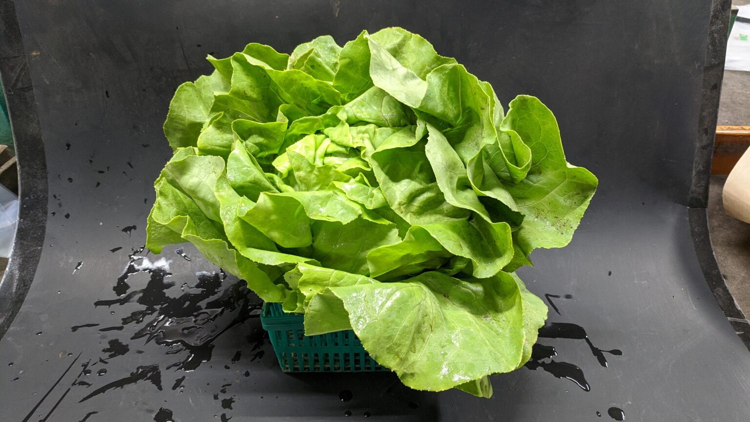 Boston Lettuce Fleetwood Farms Fresh Ontario Apples and Vegetables in KitchenerWaterloo