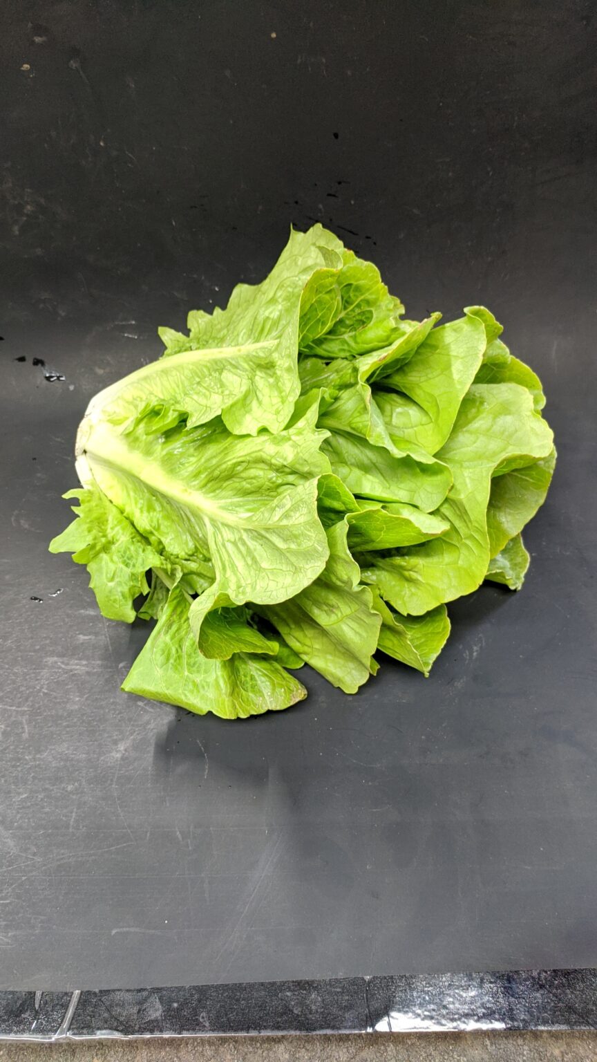 Romaine Lettuce Fleetwood Farms Fresh Ontario Apples and Vegetables