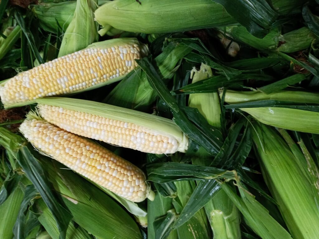 Peaches + Cream Sweet Corn Fleetwood Farms Fresh Ontario Apples and